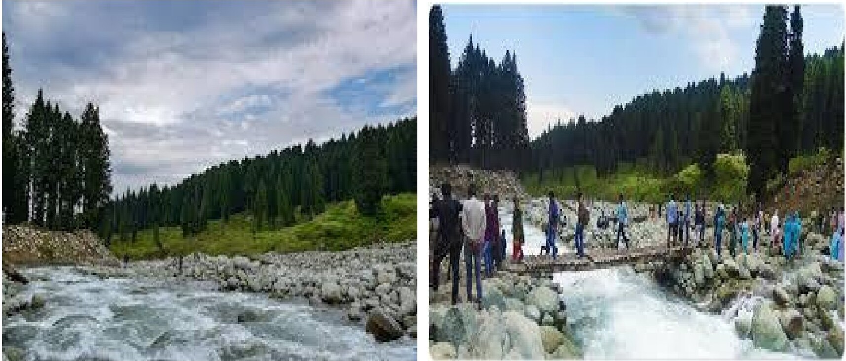 Pine forests in Doodhpathri